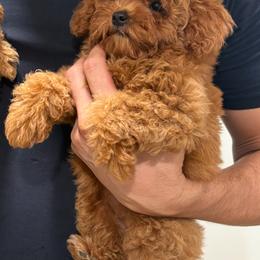 Girl 1 - Red  female Poodle puppy in Reedley, California from Diamond Poodles