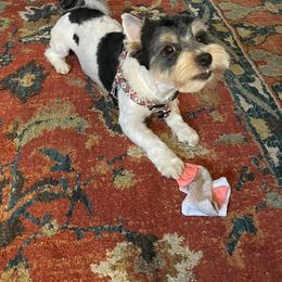 Assorted Doodle Crosses, Double Doodle, Maltipoo, Morkie, and Yorkipoo Puppies from Danza Bolo