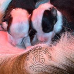 American Corgi puppies from Chisholm Trail Kennels