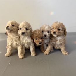 Cockapoo Puppies from East St. Poodles & Doodles