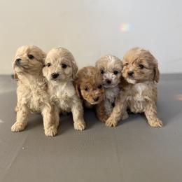 Cockapoo Puppies from East St. Poodles & Doodles