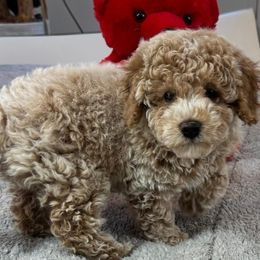 Poodle puppies from The 2 Musketeers_Cockapoos