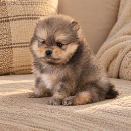 Girl 2 - Orange sable female Pomeranian puppy in Boca Raton, Florida from Poms of The Shire