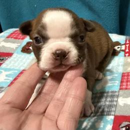 Jasmine - Red female Boston Terrier puppy in Wellington, Ohio from Twist of Faith Farms