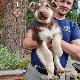 German Shepherd Puppies from Fyrestorm Shepherds