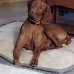 Jasmine - Vizsla