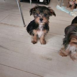 Charlie - Black and tan male Yorkshire Terrier puppy in Chickasha, Oklahoma from SISSYS YORKIES