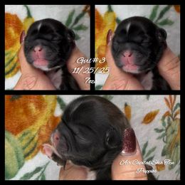 Sage - Red female Shih Tzu puppy in Maize, Kansas from Air Capital Shih Tzu Puppies