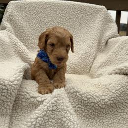 Male 3 - Caramel male Australian Labradoodle puppy in Morristown, New Jersey from English Manor Labradoodles