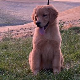 Hemlock - Golden male Golden Retriever puppy in Touchet, Washington from Windust Kennels