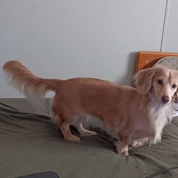 Maya - Dachshund