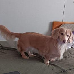 Maya - Dachshund