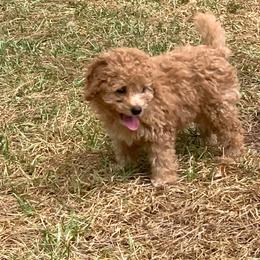 Linus - Red  male Poodle puppy in Nacogdoches, Texas from BA Mini Poodles