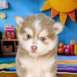 Bailey (Viola)-3500 - Lavender female Pomsky puppy in Spring Hill, Florida from www.PuppyTimeEmporium.com