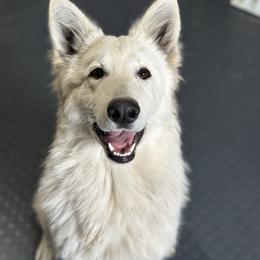 Halle - White female Berger Blanc Suisse puppy in Chestnut, Illinois from Fireside Fernweh