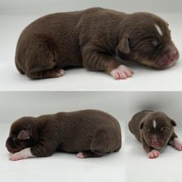 Red tri female 2 - Red tri female Miniature Australian Shepherd puppy in Brooker, Florida from Honey, I Shrunk the Aussies