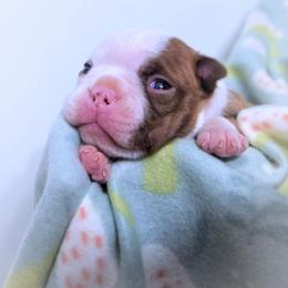 Baby Reba - Seal and white female Boston Terrier puppy in Kingsport, Tennessee from Sleepwalker Bostons