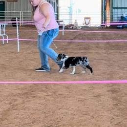 Miniature Australian Shepherd Puppies from Dutton's Show Me Farms