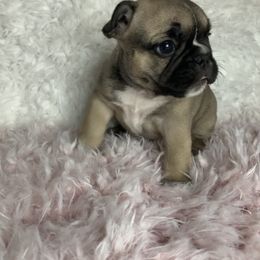 French Bulldog Puppies from NC French Kiss-A-Bulls
