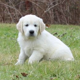 Golden Retrievers from Hope Hollow Retrievers