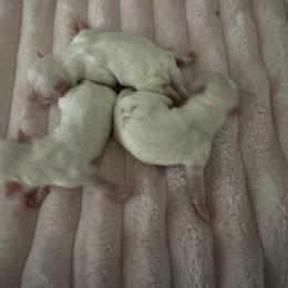 Boy 1 - White male Maltese puppy in Mooresville, North Carolina from Clearview Canines