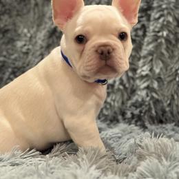 Simon - White male Bulldog puppy in Clever, Missouri from Crystals Bulldog Bungalow