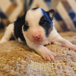 Sage - Tri-color female Border Collie puppy in Dewey, Arizona from Fásach Stockdogs
