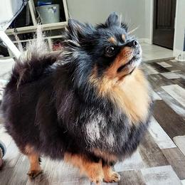 Pomeranians from Jewel Tones Pomeranians