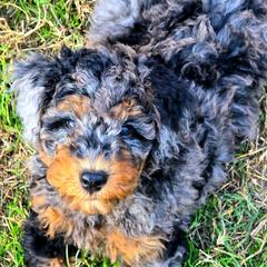 White Collar Male - Merle male Double Doodle puppy in Killeen, Texas from Parrish Precious Ones Texas