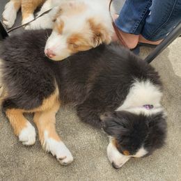 Australian Shepherd Puppies from Polaris Australian Shepherds