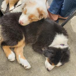 Australian Shepherd Puppies from Polaris Australian Shepherds