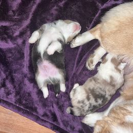 American Corgi Puppies from R and b corgis and farm