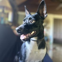 Rat Terrier Puppies from Haiku Rat Terriers