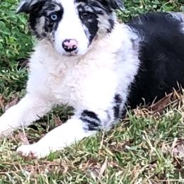 Border Collie All Grown Up from Mccurry Farms