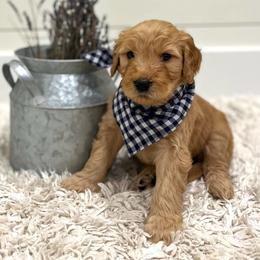 Zazu - Dark blue collar - Apricot male Goldendoodle puppy in Arlington, Washington from Anderson Goldendoodles