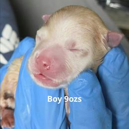 Iron Man - White male Pomsky puppy in Fredericksburg, Virginia from Purely Pomskies