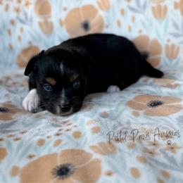Thor - Black tri male Toy Australian Shepherd puppy in Liberty Hill, Texas from Pistol Paws Aussies