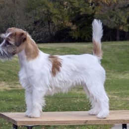 Rose - Russell Terrier