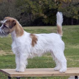 Rose - Russell Terrier