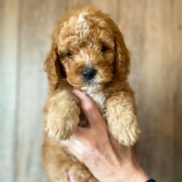 Cavapoo and Goldendoodle Puppies from A2Z Doodles