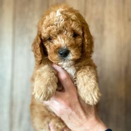Cavapoo and Goldendoodle Puppies from A2Z Doodles