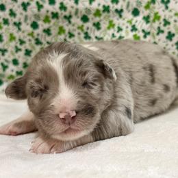 Maia - Blue merle female Australian Shepherd puppy in Red Springs, North Carolina from Julia Rose Ranch