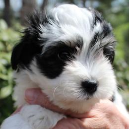George Knightley - Black and white male Havanese puppy in Hendersonville, North Carolina from Grayfinn House