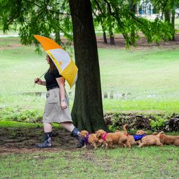 Goldendoodle Puppies from Celebrity Doodles DFW