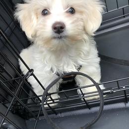 Coton de Tulear and Poodle Puppies from Legacy Pets