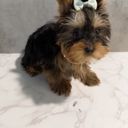 Cali - Black and gold female Yorkshire Terrier puppy in Maple Heights, Ohio from Yorkiesllc