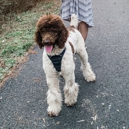 Duchess - Poodle