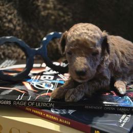 Sheldon - Red  male Poodle puppy in Statesboro, Georgia from Briar Creek Kennels