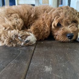 Cockapoo Puppies from Chesapeake Cockapoos