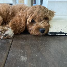 Cockapoo Puppies from Chesapeake Cockapoos